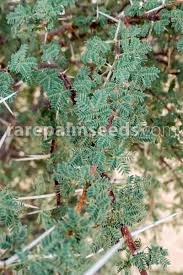 Image result for Acacia tortilis