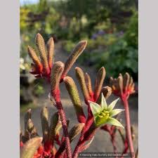 Image result for Anigozanthos
