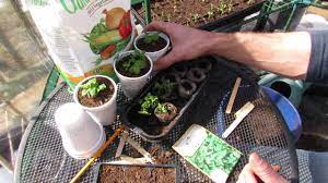 How to grow chocolate mint in pots. How To Seed Start Cup Transplant Mint Peppermint Spearmint Any Mint The Rusted Garden 2014 Youtube
