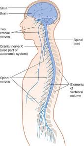 What are the two major nervous systems of the human body. Fundamentals Of The Nervous System Clinical Neuroanatomy 28 Ed