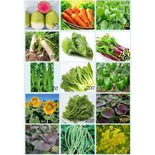 Ia sangat kaya dengan khasiat vitamin dan mineral serta membantu program diet. Murah Banyak Benih Sayur Sayuran 33 Jenis Berkualiti Mudah Tumbuh Shopee Malaysia