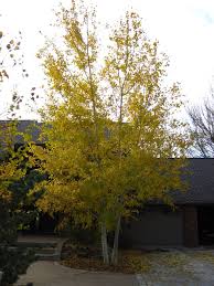 That is until about year 3. What To Plant This Fall Jensen Gardens