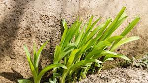 Best done in the spring and early fall to give the plants a few weeks to adjust before the weather becomes extremely hot or cold. Divide And Transplant Daylilies For Healthy Plants