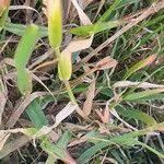 Image result for Panicum coloratum