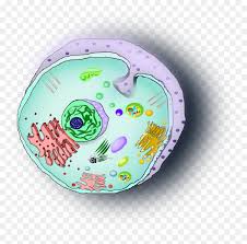 Cell animal png collections download alot of images for cell animal download free with high quality for designers. Celula Animal Clip Arts Animal Cell Transparent Background Hd Png Download Vhv