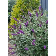 Buy purple bushes flowers and get the best deals at the lowest prices on ebay! Proven Winners 4 5 In Qt Miss Violet Butterfly Bush Buddleia Live Shrub Purple Flowers Budprc1197800 The Home Depot