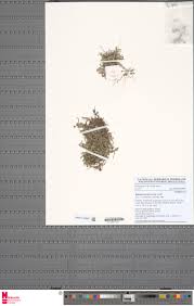 Image result for Bulbophyllum intertextum