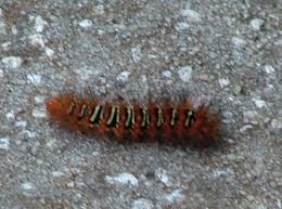 Click to see full answer. Fuzzy Orange Caterpillar Seirarctia Echo Bugguide Net