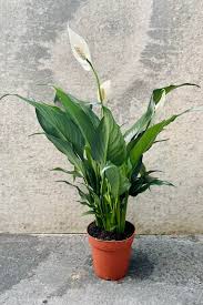 Image result for Spathiphyllum