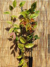 Image result for Pereskia aculeata