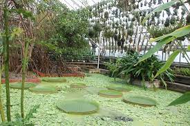 Find hotels near botanischer garten, germany online. Botanischer Garten Der Universitat Heidelberg 2021 All You Need To Know Before You Go With Photos Tripadvisor
