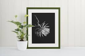 Buy black and white flower framed prints from our community of independent artists and iconic brands. One Night Stand White Flower Print Black White Photography Galliani Collection Wall Art Antaresportfolio Com