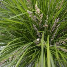 Image result for Motandra paniculata
