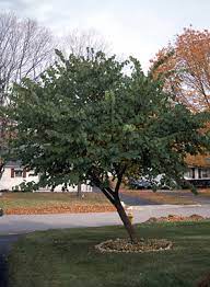 These crotches cannot support heavy branches and can break off in a strong wind. Redbud Ohio Department Of Natural Resources