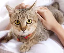 Common symptoms of cancer in cats and types of cancer. Cat Liver Disease Know The Signs Of Feline Liver Disease