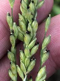 Image result for Urochloa serrata