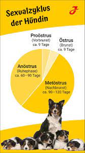 Ansonsten wenn du meinst wann ein rüde erfolgreich pimpern kann. Laufigkeit Beim Hund Anzeichen Dauer Verhalten