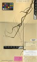 Image result for Digitaria ternata