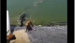Later, batman and ace went out on another mission, with the hero using his dog's sense of smell to track down killer croc in the labyrinthine gotham sewer system. Video Activists Slam Horrific Dog Baiting Of Crocodiles In Portmore Loop Jamaica