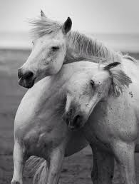 Black And White Horse Names Female Two Horses In Black And White More On Www Murraymitchell Com Horses Pretty Horses White Horses