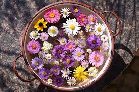 Http Forum Garten Pur De Index Php Action Dlattach Topic 58757 0 Attach 494380 Image Garten Pur Garten