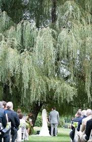 Chetola Resort Wedding Under Trees Willow Tree Wedding Nc Wedding Venue