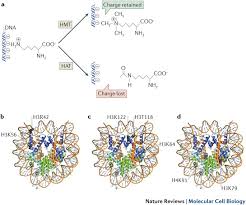 And have anyone idea that how should will modify this structure in smali code? Histone Core Modifications Regulating Nucleosome Structure And Dynamics Nature Reviews Molecular Cell Biology