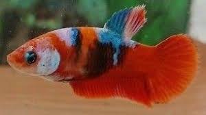 Pin Oleh Betta Just Splendid Llc Di Betta Splendid