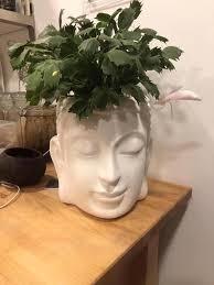 Christmas cactus flowering hack