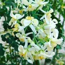 Check spelling or type a new query. Bunga Kelor Ada Yang Tahu Moringa Kelor Indonesia Facebook