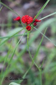 Image result for Emilia coccinea