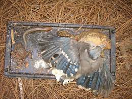 How Glue Traps Ruined My Childhood Peta