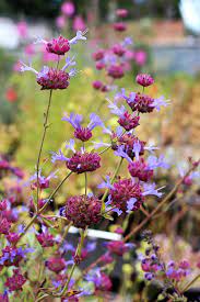Salvia 'celestial blue' (also known as celestial blue sage or las pilitas sage) is a hybrid cross between salvia clevelandii (cleveland sage or chaparral sage) and s. Salvia Celestial Blue Buy Online At Annie S Annuals