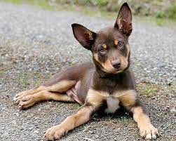 We did not find results for: Australian Kelpie Info Puppies Mix Temperament Pictures