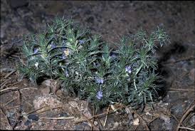 Image result for Blepharis