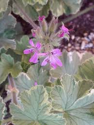 Image result for Pelargonium grossularioides