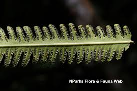 Image result for Amblovenatum