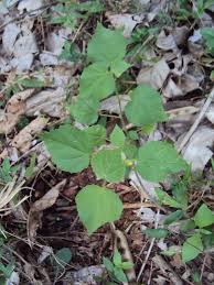 Image result for Sida veronicifolia