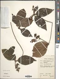 Image result for Rutidea