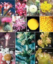 Image result for Emilia subscaposa