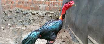 Blog ayam bangkok i informasi ayam bangkok super, ayam bangkok birma thailand vietnam. Kenali Ciri Ciri Jenis Ayam Saigon Aduan Asli Vietnam
