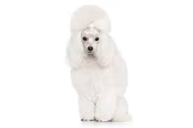 Poodle Toy Dog Breed Information American Kennel Club