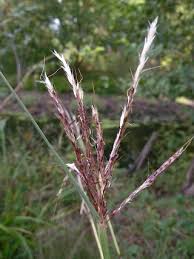 Image result for Bothriochloa