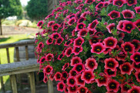 Image result for calibrachoa million bells