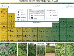 Selecting Legumes As Green Manure Cover Crops