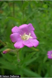 Image result for Epilobium hirsutum