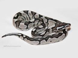 Axanthic Black And White Ball Python Morph Axanthic Fire Vpi Line Morph List World Of Ball Pythons Ball Python Pet Snake Dream Snake