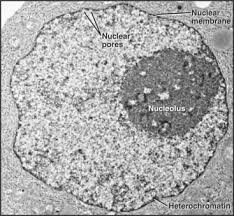 Check spelling or type a new query. What Is The Function Of A Nucleolus What Is A Nucleolus Made Of Quora