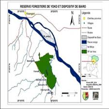 Image result for Leptonychia tokana