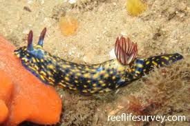 Image result for Eulophia obscura